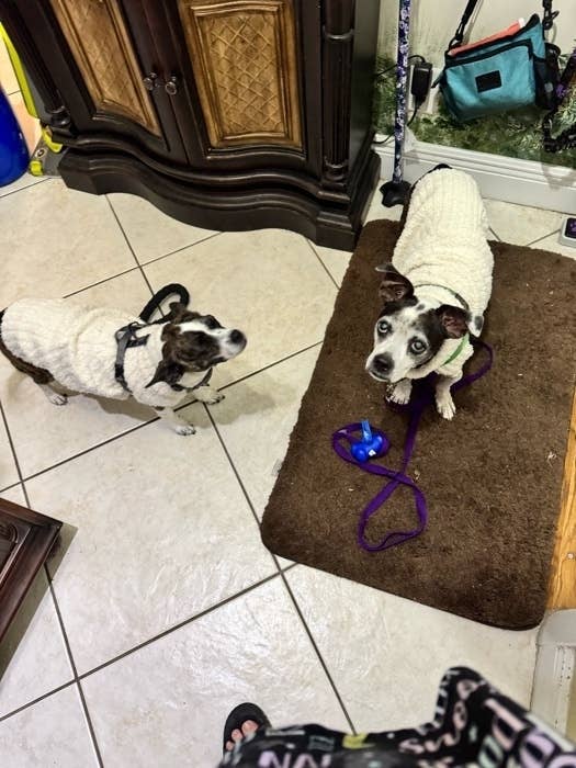 Cutest Pets Wearing Clothes To Brighten Your Day