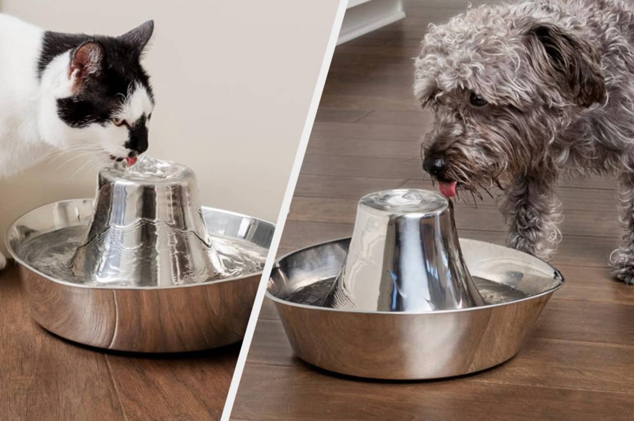 Cat and dog enjoying the water fountains for pets