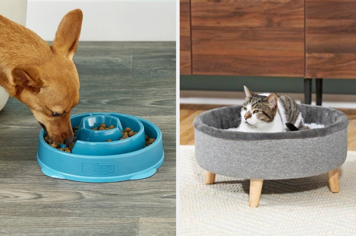 Dog eating from slow-feeder bowl; cat lounging in modern pet bed. Featured products for enhancing pet mealtime and comfort