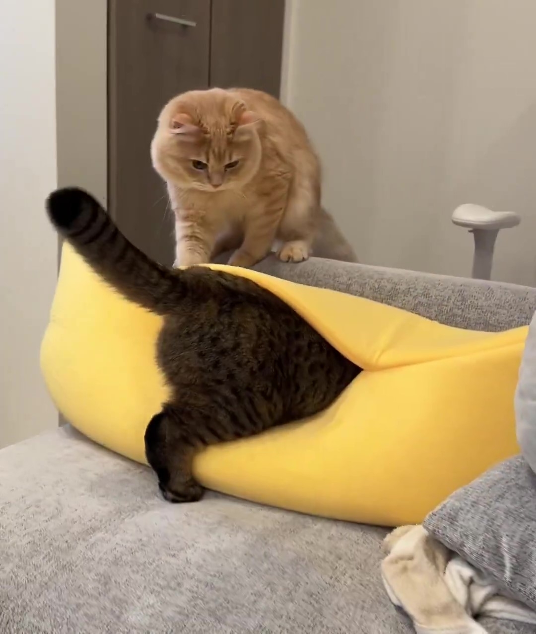 え？？ 先輩？？ って顔してる」バナナ型ベッドに吸い込まれていく先輩