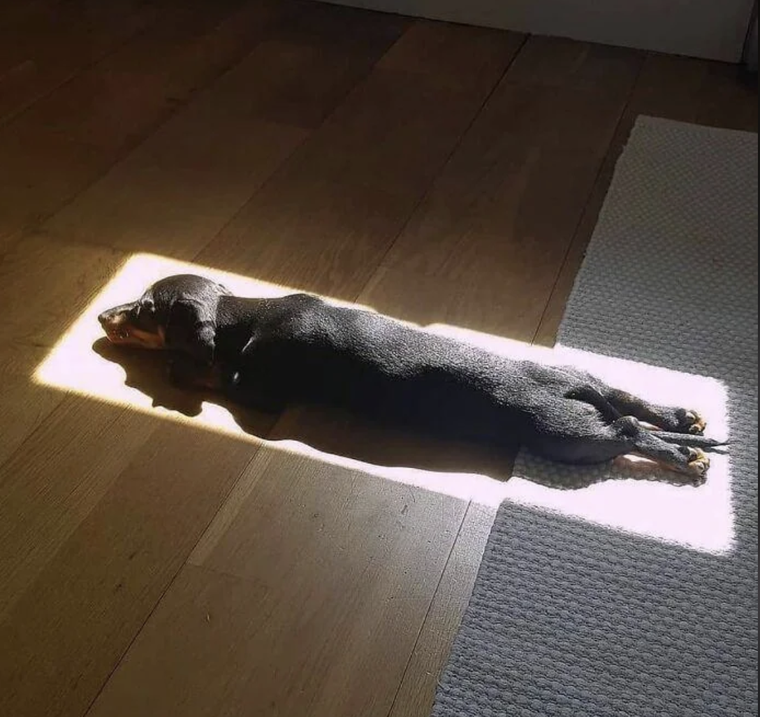 Dachshund sprawled in a sunlit rectangle on a wooden floor, appearing relaxed and cozy