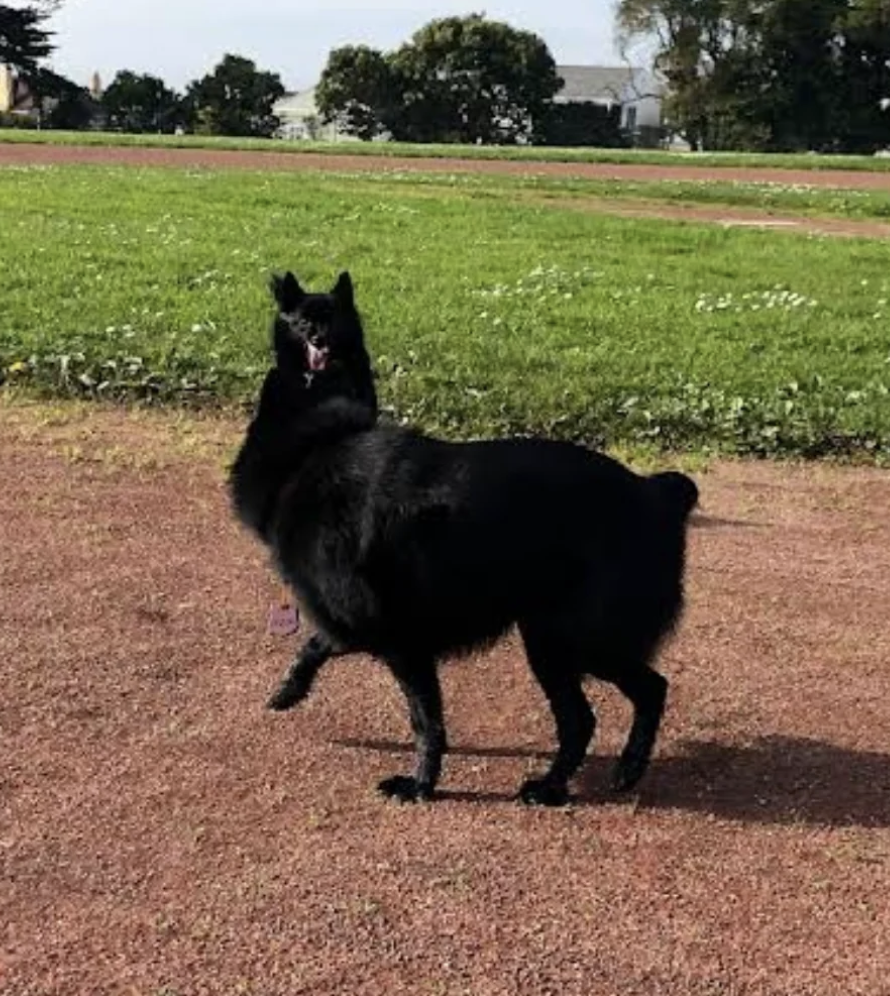 Dog standing on a track with grass in the background, looking back with its tongue out