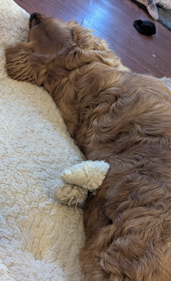 Dog lying on a soft, cozy bed with a small plush toy tucked beside it. The scene conveys warmth and relaxation