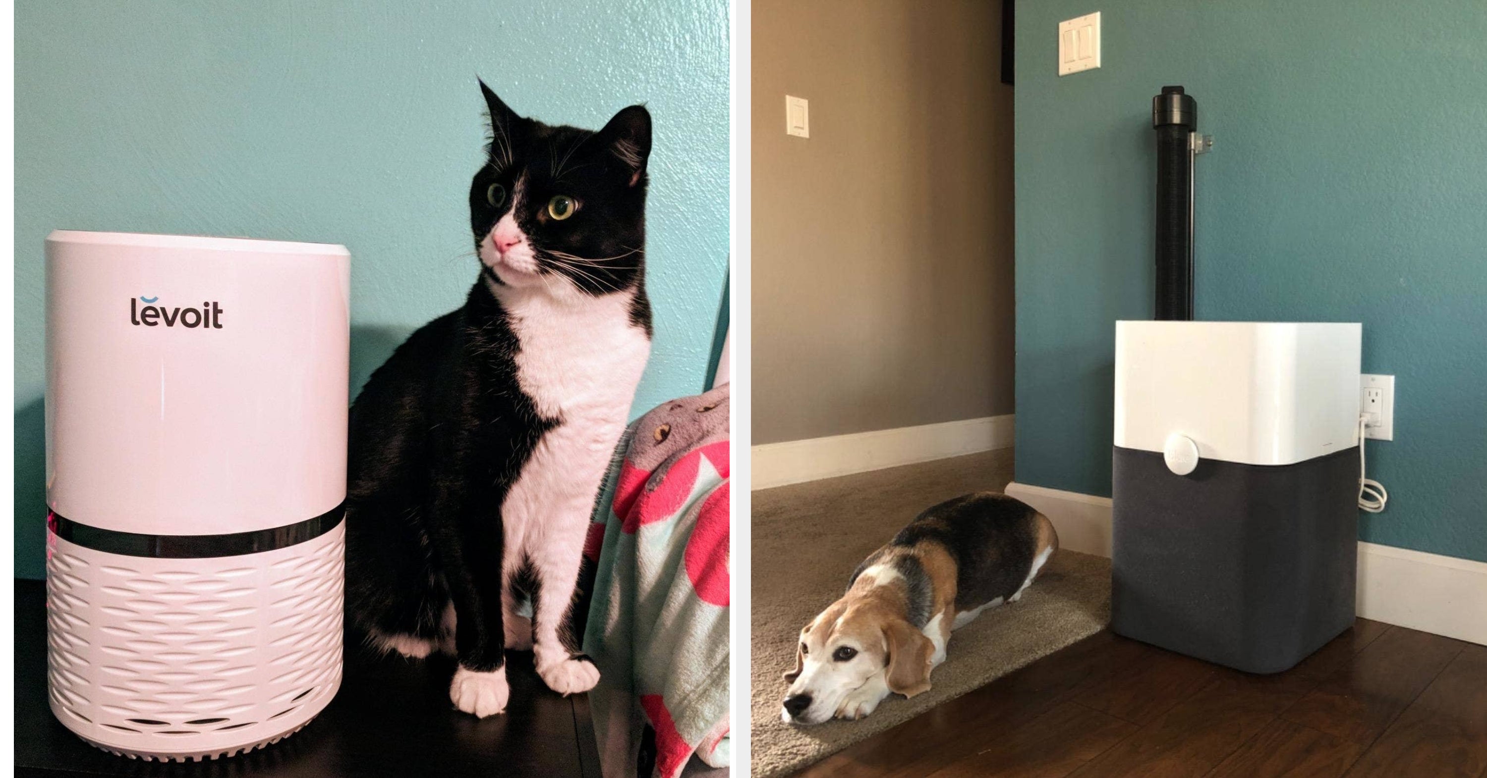 33 Best Air Purifiers For Pets Of 2026