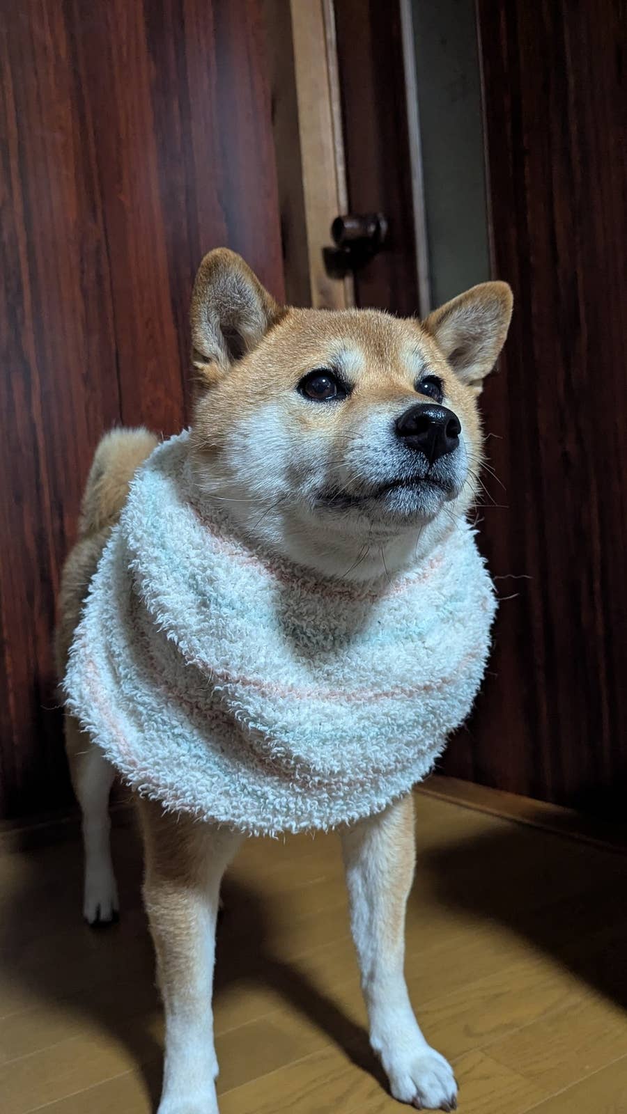 腹巻きで作った服を誇らしげに着こなすワンコ。実は…？ 飼い主が気づい  