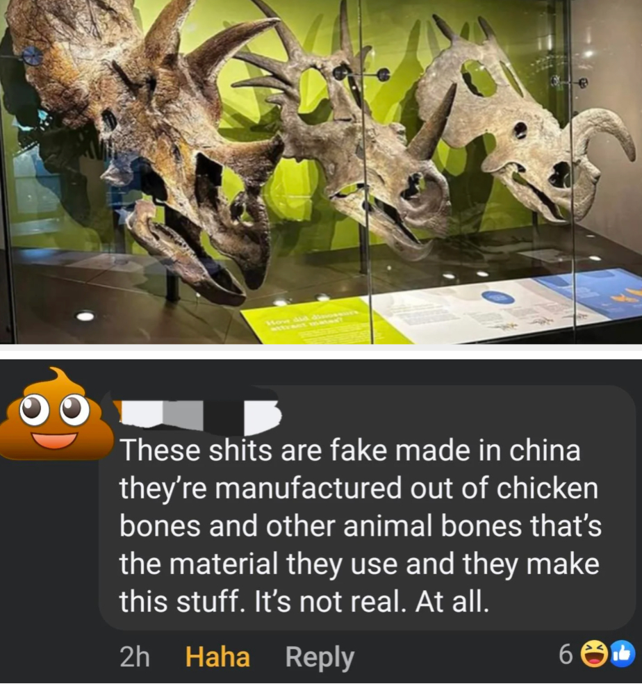 Dinosaur skull replicas in a museum display case; humorous comment below claiming they're fake and made from chicken bones