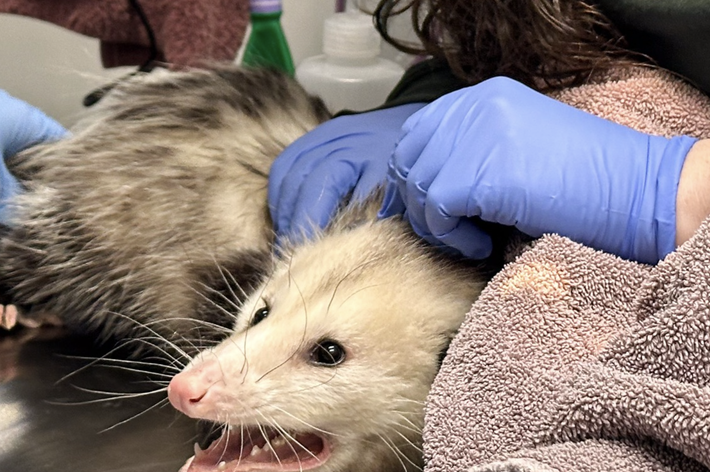 動物病院の診察台でタオルに包まれたオポッサムをケアするスタッフ。