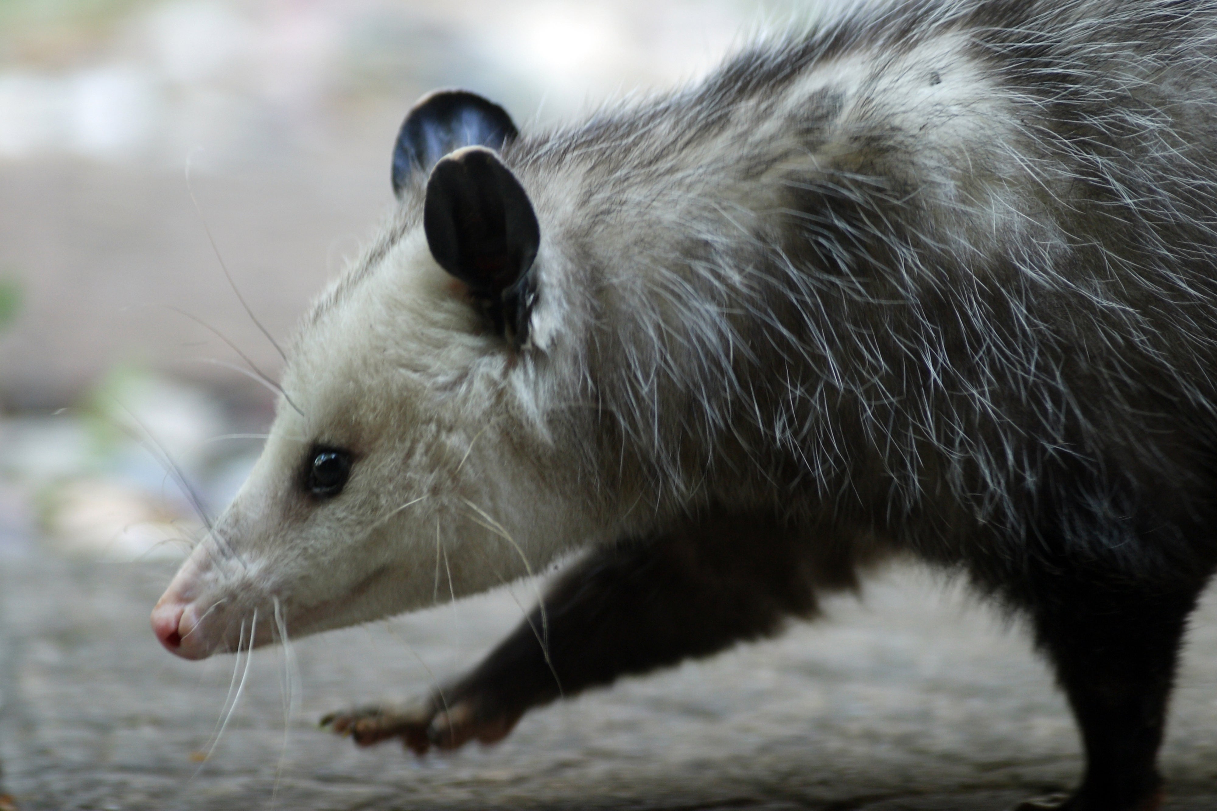 チョコケーキを丸ごと食べちゃったのは……あの“野生動物”→無事病院に運 