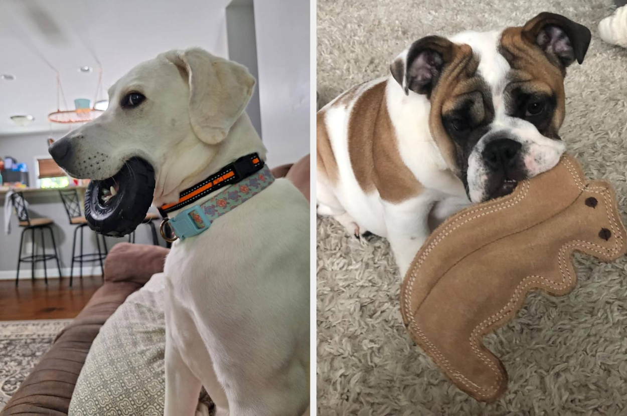 25 Dog Products Reviewers Swear By For Aggressive Chewers