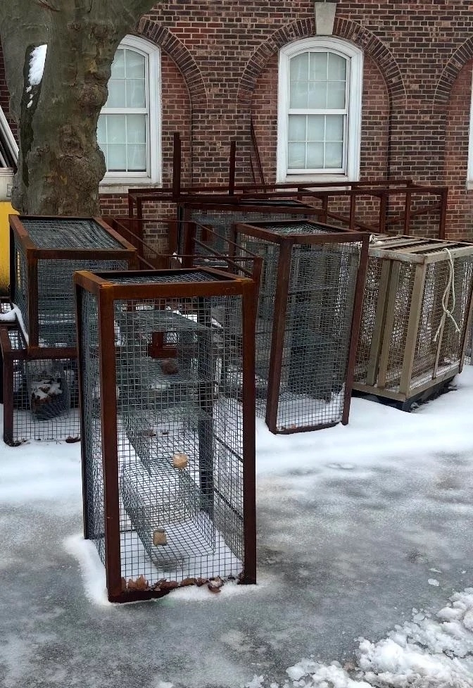 Empty metal animal cages on a snowy sidewalk, brick building with windows in the background