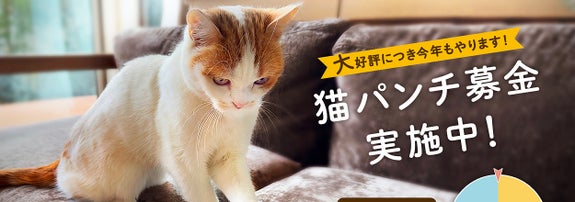 猫がスマートフォンをタップしている写真。テキストには「猫パンチ募金実施中！」と書かれています。