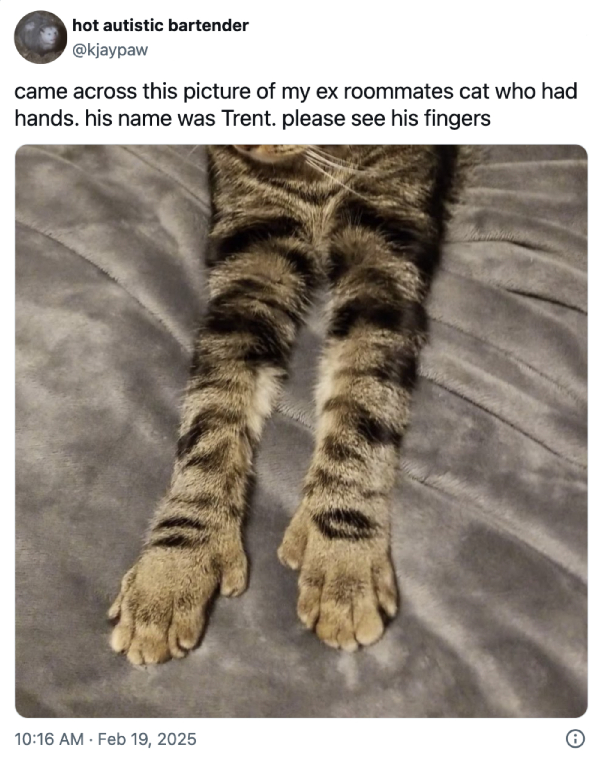 Katt som ligger med forbeina forlenget, og viser potene. Tekst minner om katten som heter Trent