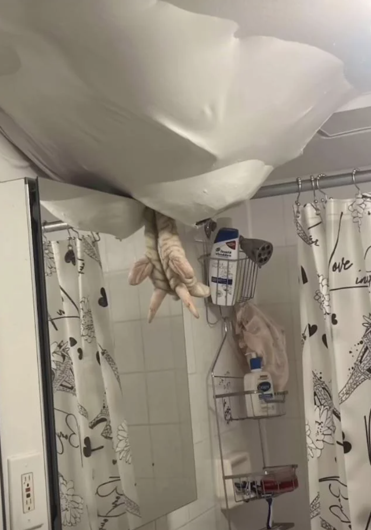 A cat's paws poke done  a spread   successful  a bath  ceiling, surrounded by ablution  curtains and toiletries