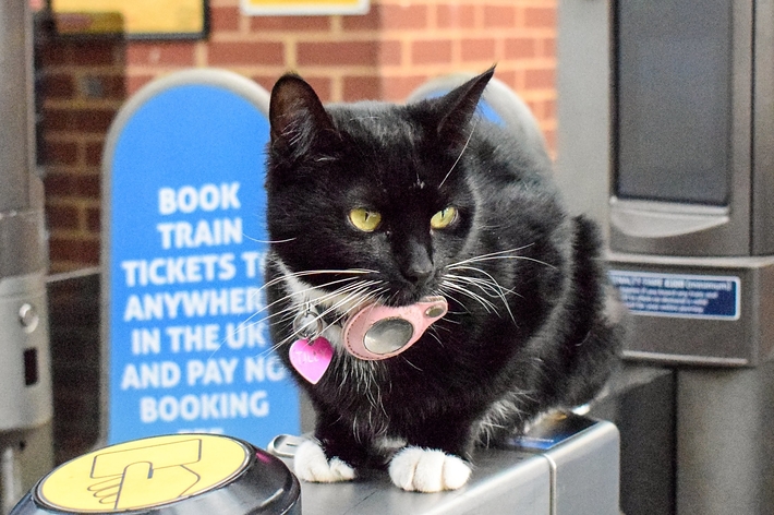 自動改札機の上に座る猫。首輪をつけて、周囲を見渡している様子。背景には鉄道のチケット案内標識。