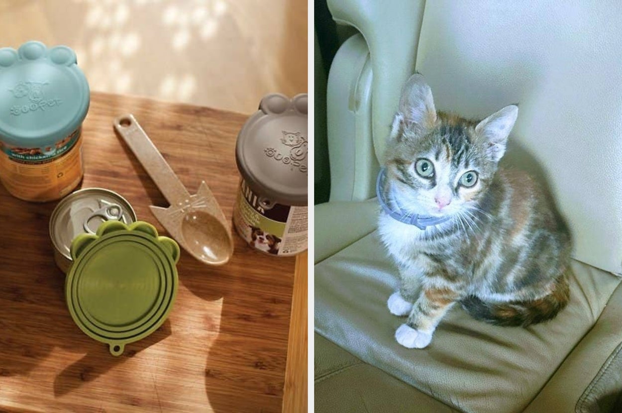 Pet food cans with colorful animal-paw lids, and a kitten wearing a flea and tick collar sitting on a chair