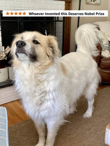 Fluffy, white dogs standing 