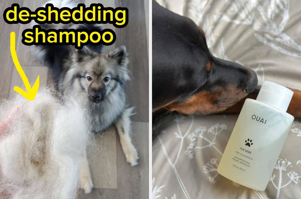 Left: Fluffy dog next to a pile of fur. Right: Dog sniffing a bottle of Ouai pet shampoo on a bed
