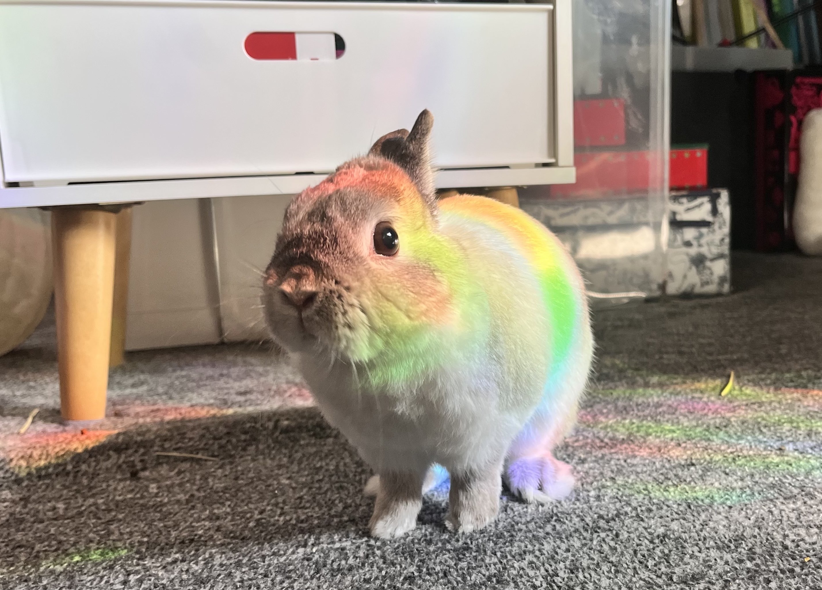 スター取ってきた？」虹色に輝くウサギが爆誕→「新種では…！」「無敵