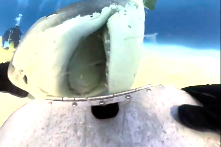 サメが水中でカメラに接近している様子。