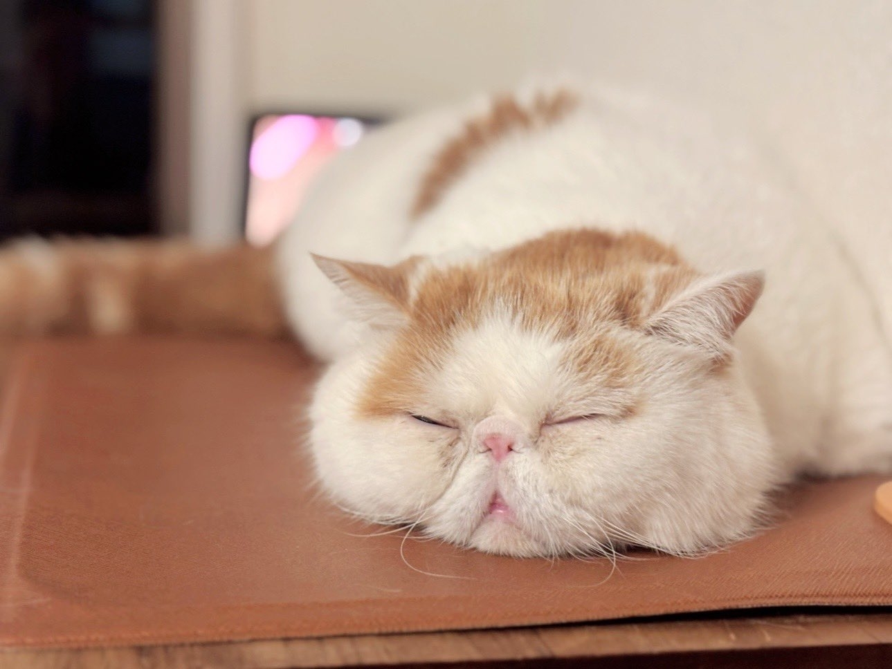 突然始まった」猫の“セクシーショー”に衝撃走る。まさかの光景に