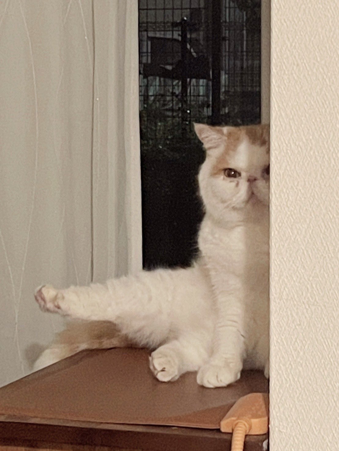 突然始まった」猫の“セクシーショー”に衝撃走る。まさかの光景に