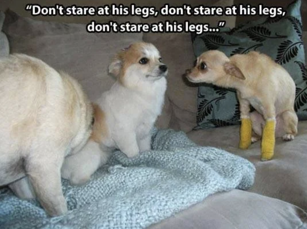 Two dogs look at another dog wearing yellow bandages on its back legs, with humorous text above saying, "Don't stare at his legs, don't stare…"