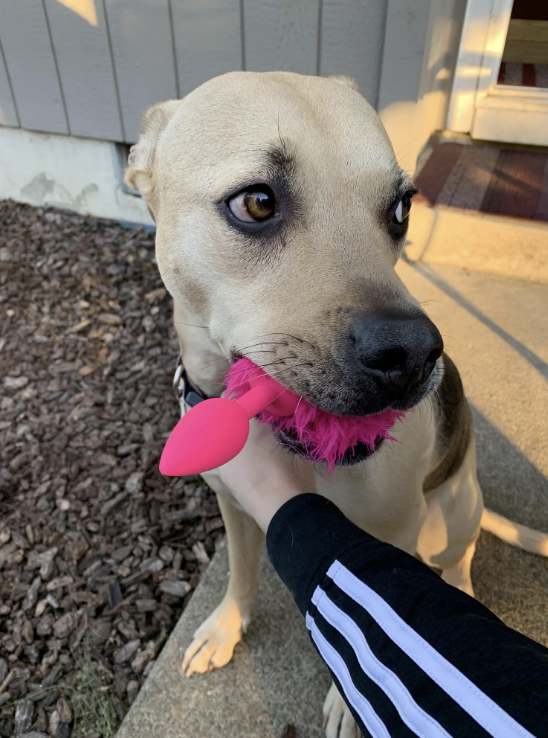 Dog sitting outside, holding a pink toy in its mouth, with a person in a striped sleeve gently holding the toy