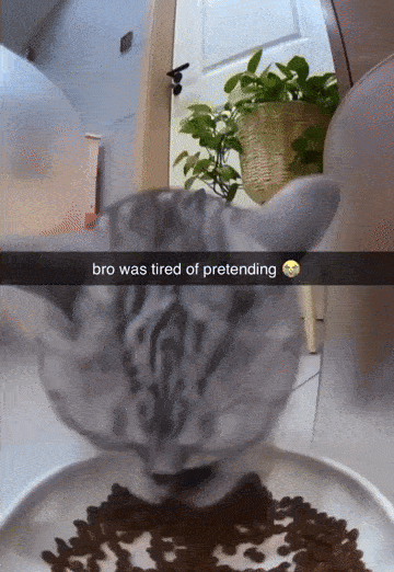 Cat eating from a bowl, caption reads: "bro was tired of pretending," with a humorous tone