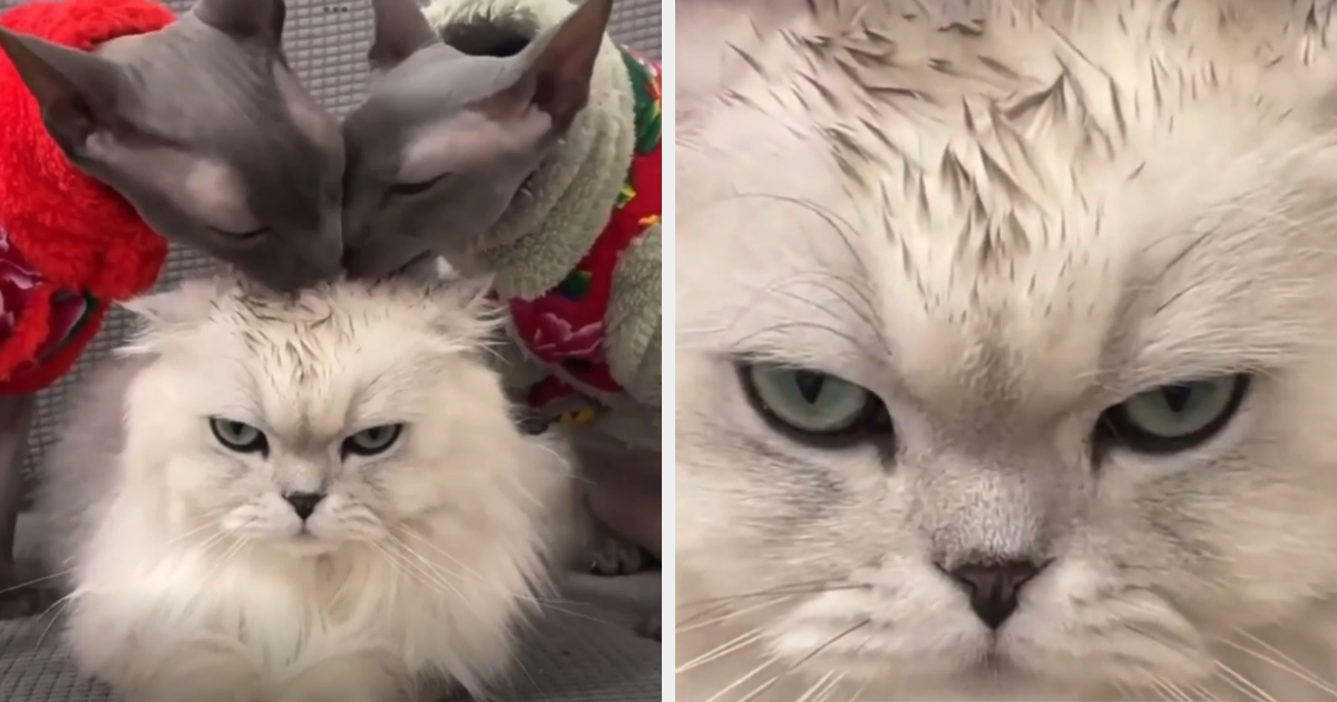 Two cats in sweaters groom a fluffy, unimpressed-looking cat. Close-up on the expression of the fluffy cat
