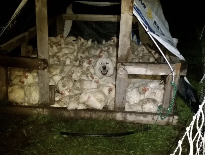 Dog sitting contentedly among a group of sheep inside a wooden shelter at night