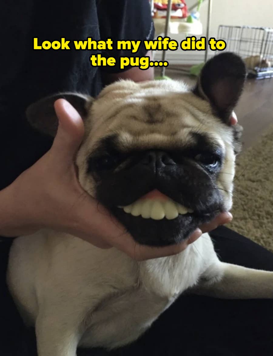 The Sad Tale of Pug Dogs and Their Health Issues, image size:900x1170