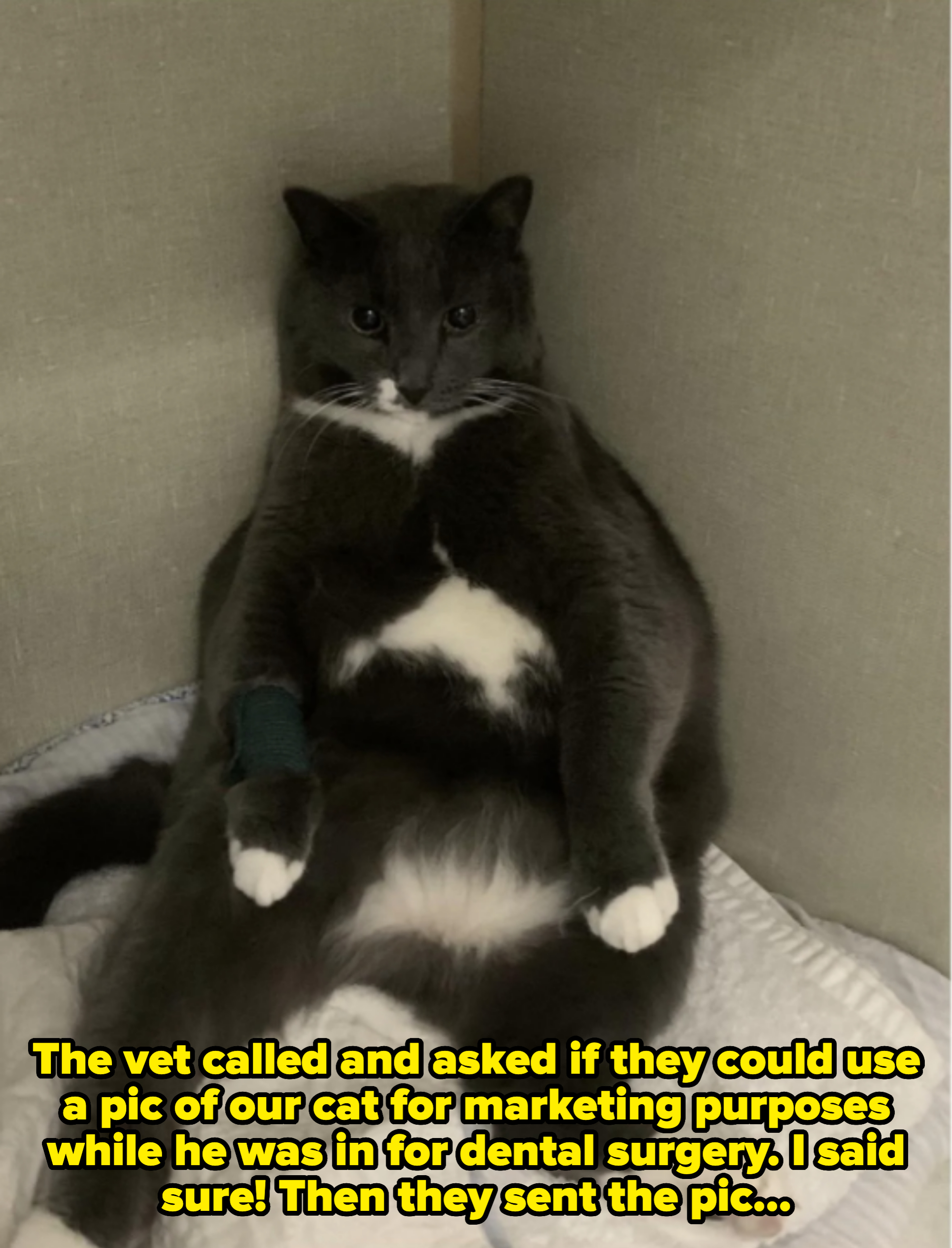 Cat sitting upright against a wall, looking relaxed. Bandage on front leg