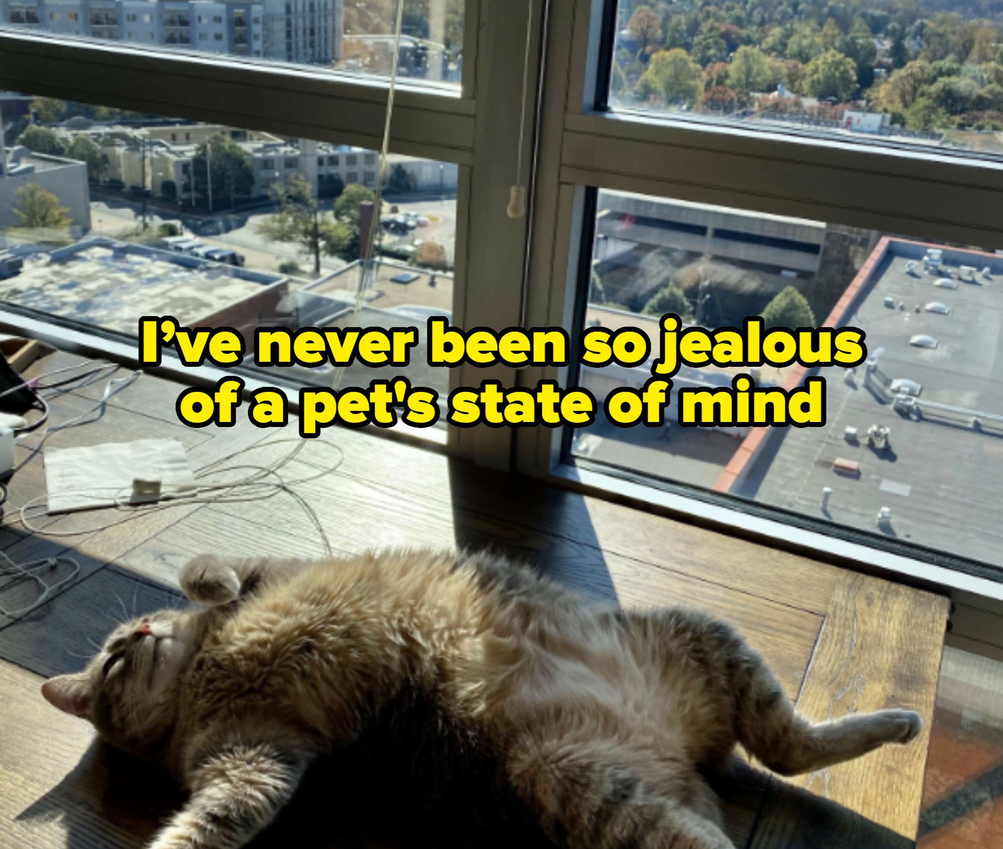 Cat sprawled on a table by a large window, sunbathing with a cityscape outside