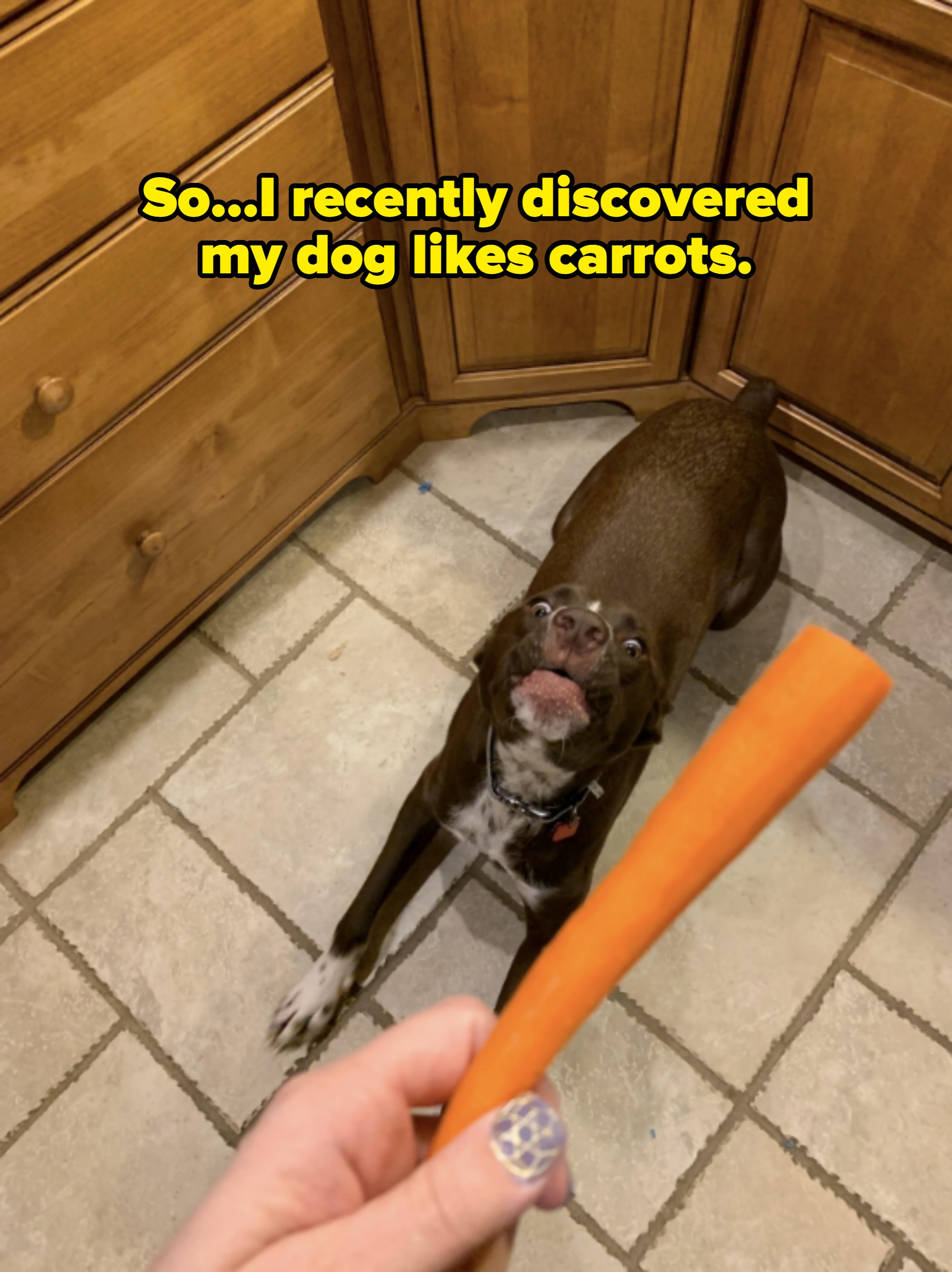 Dog excitedly looking at a hand holding a carrot, standing on a tiled kitchen floor surrounded by wooden cabinets