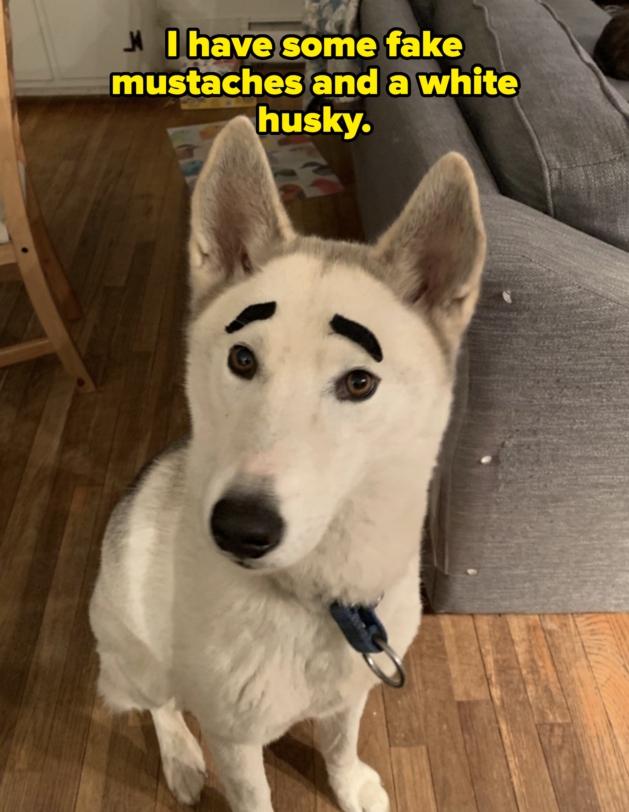 Dog with drawn-on eyebrows sitting indoors, looking up with a curious expression