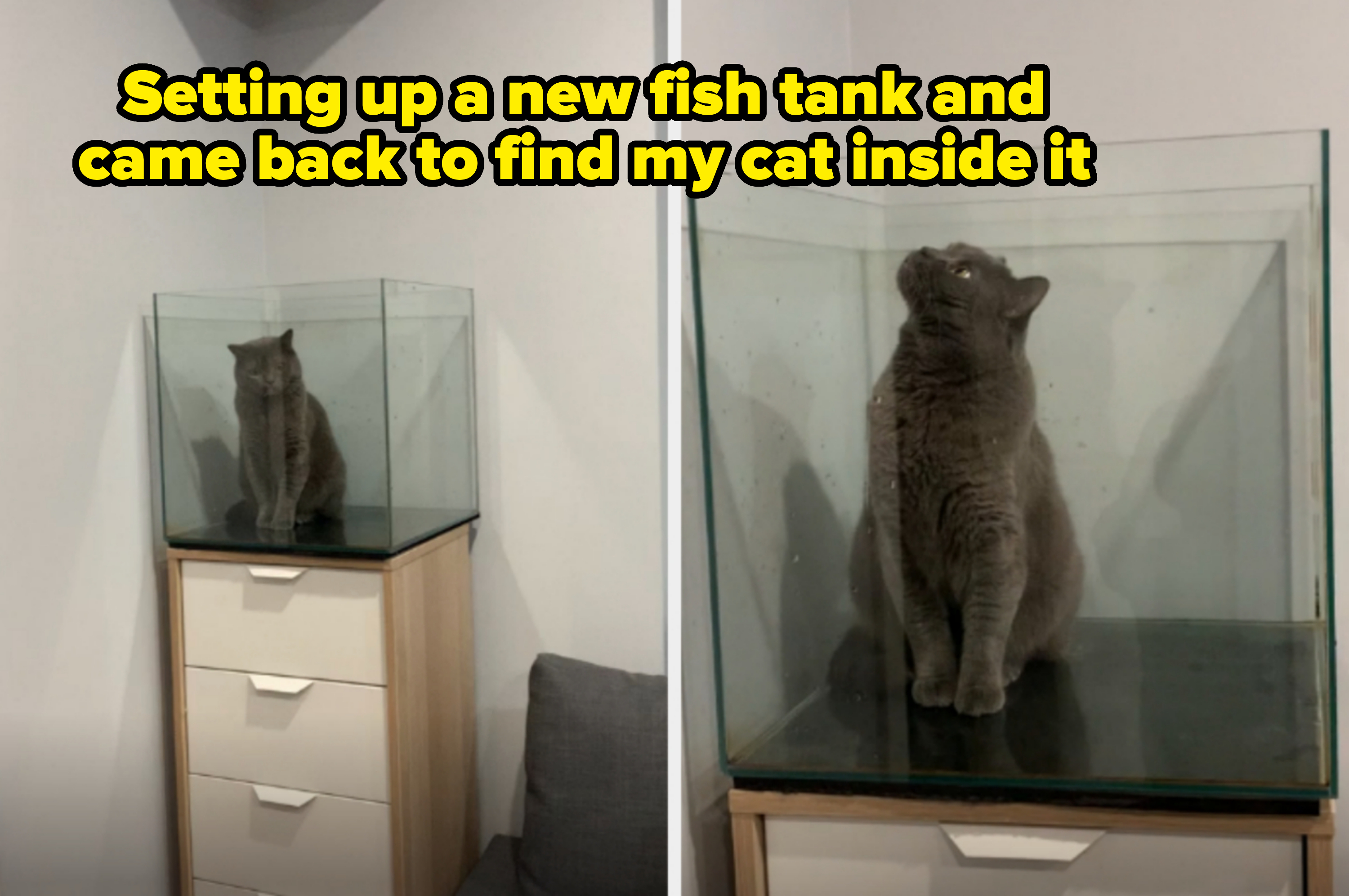 Cat sitting in an empty glass tank on top of a cabinet, looking up