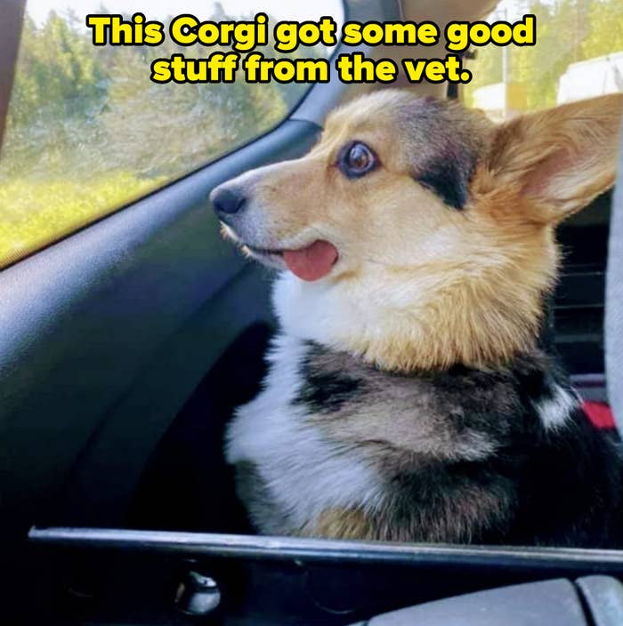 Corgi sitting in a car, looking out the window with ears perked up