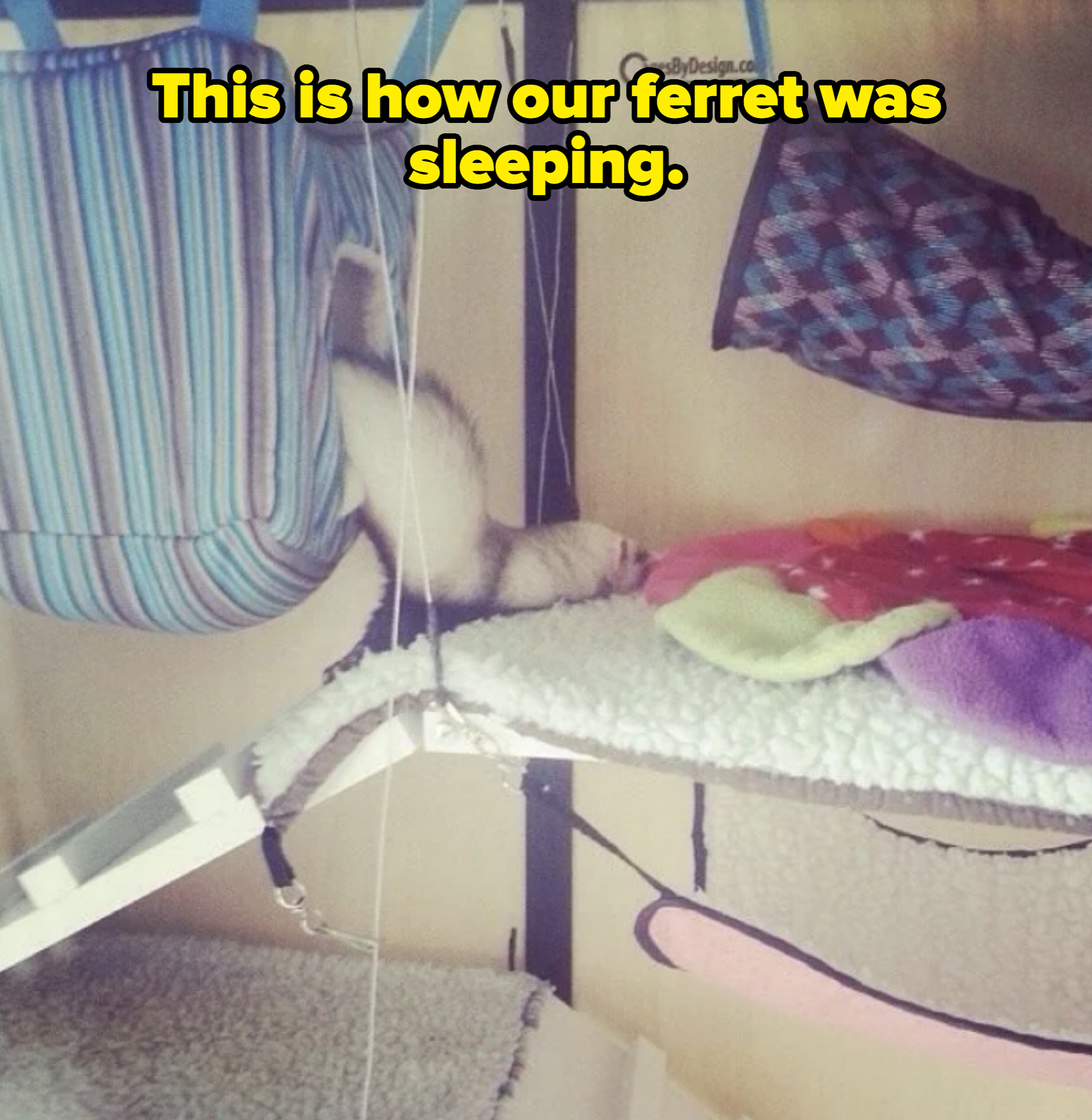 Ferret lounging partially in a hanging hammock inside an enclosure with soft bedding and fabric elements
