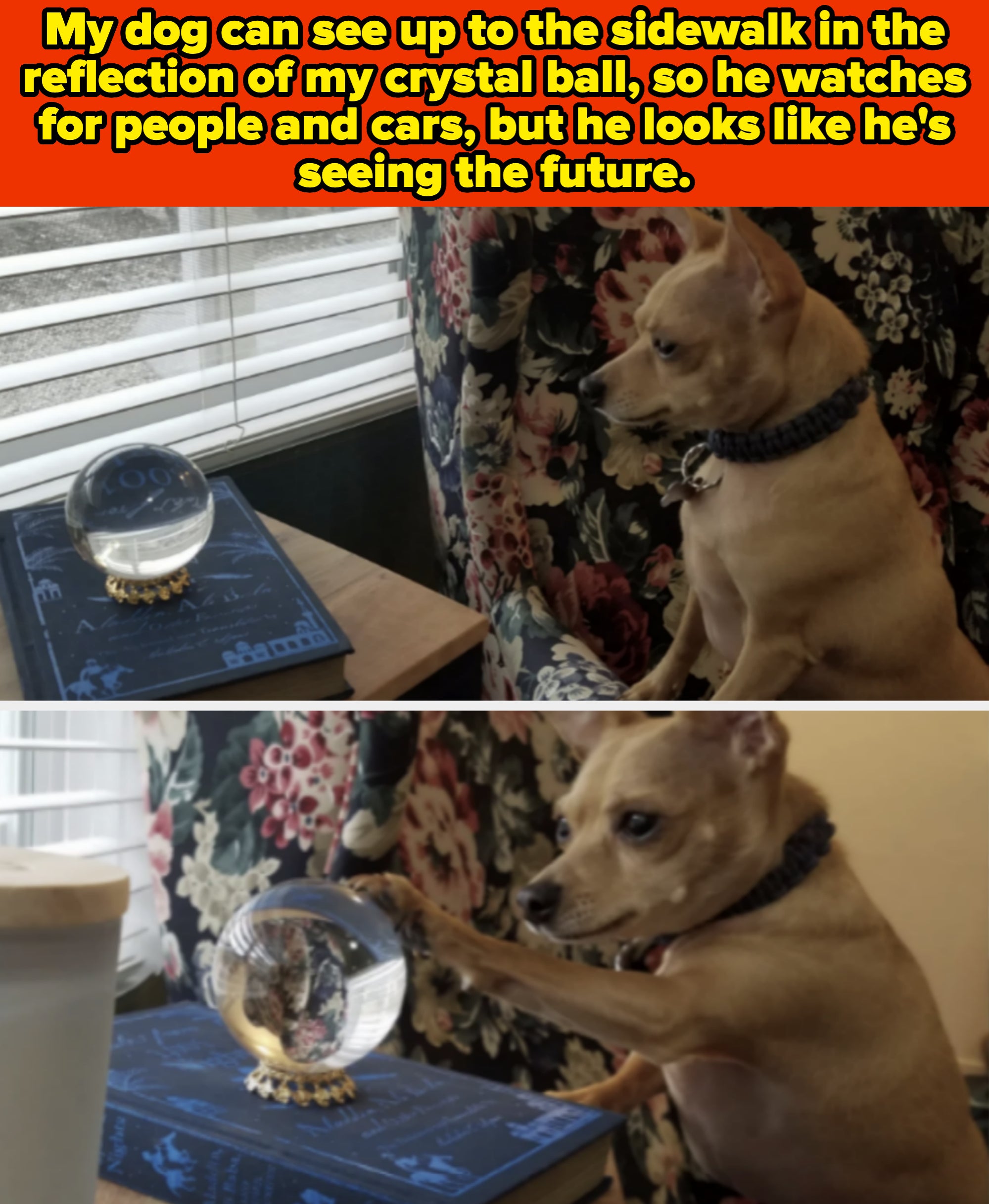 Dog looking at and pawing a crystal ball on a book near a window with blinds