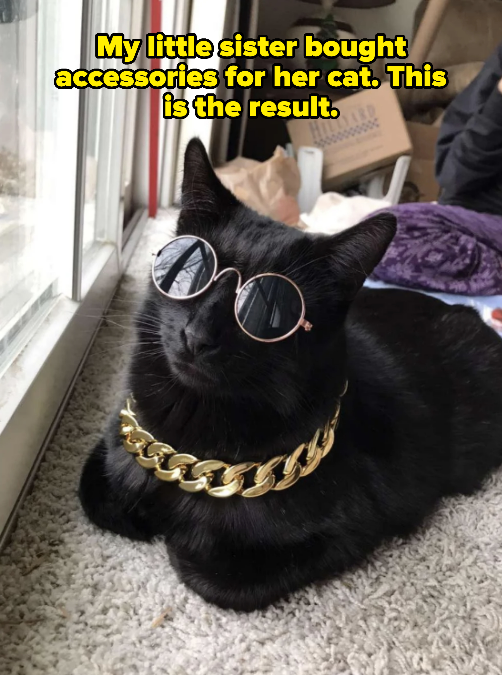 Cat wearing round sunglasses and a thick gold chain, lounging by a window