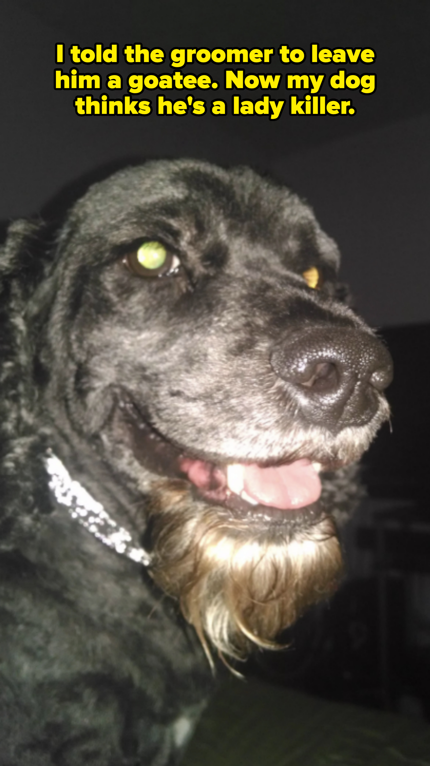 A close-up of a happy dog with a shiny coat and a friendly expression, looking slightly to the side