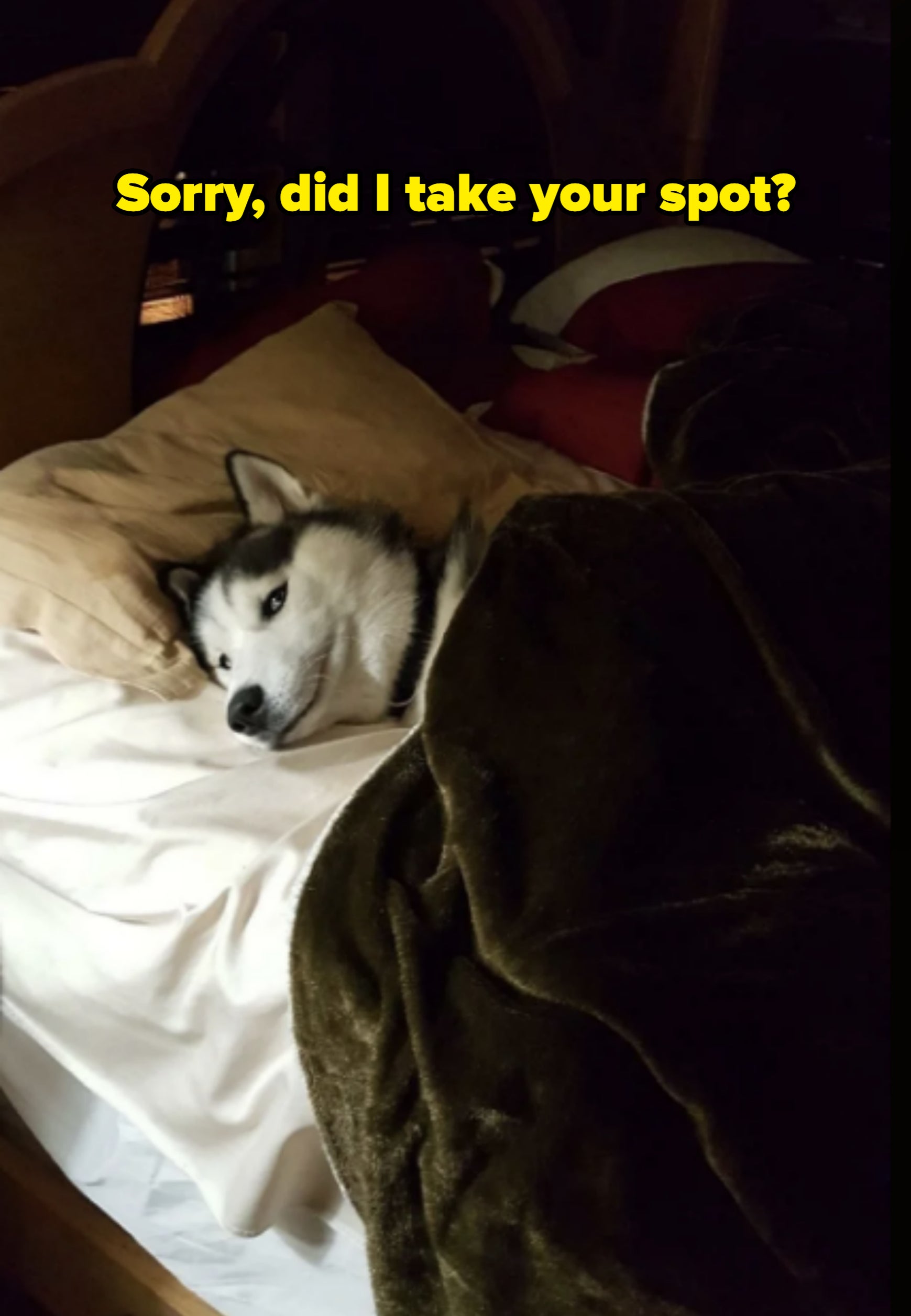 Husky lying in bed awake, nestled under a blanket with its head resting on a pillow