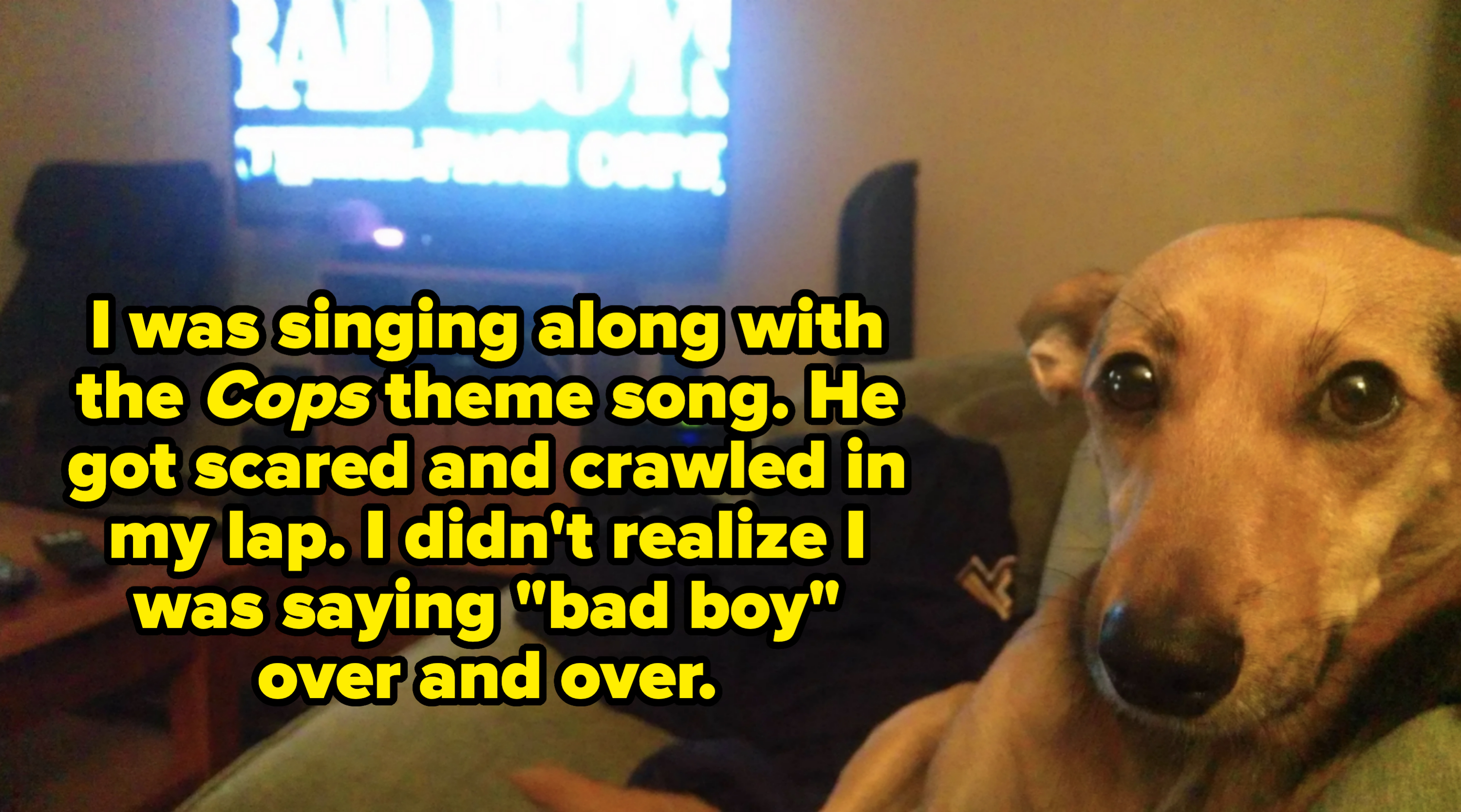Dog sitting on a couch with a TV on in the background displaying an indistinct image