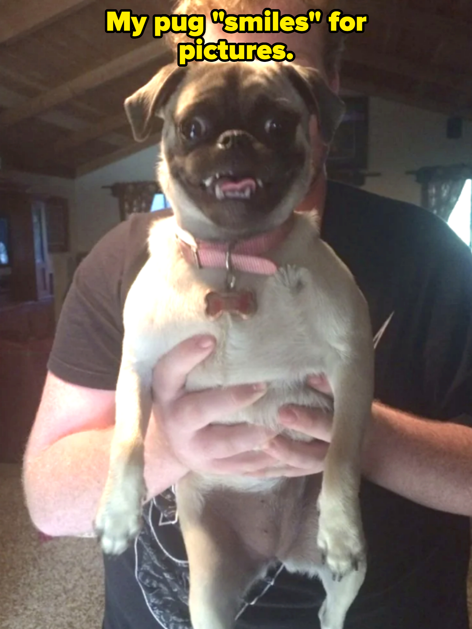 Person holding a smiling pug wearing a pink collar with a bow charm indoors