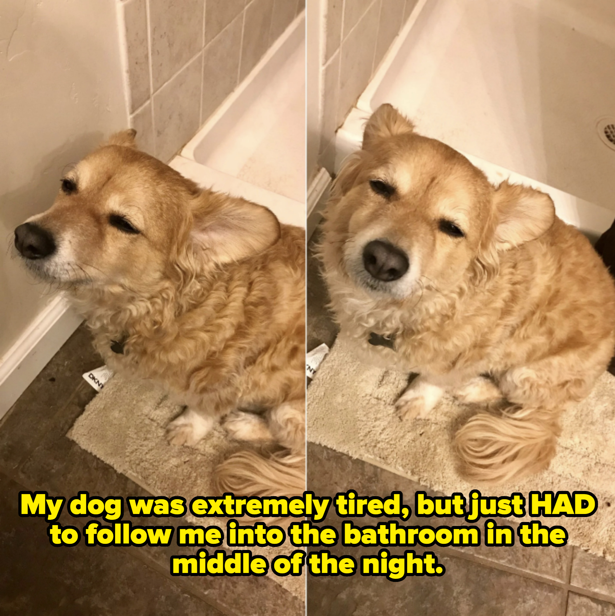 Two side-by-side photos of a fluffy dog sitting on a bathroom rug, looking sleepy and content