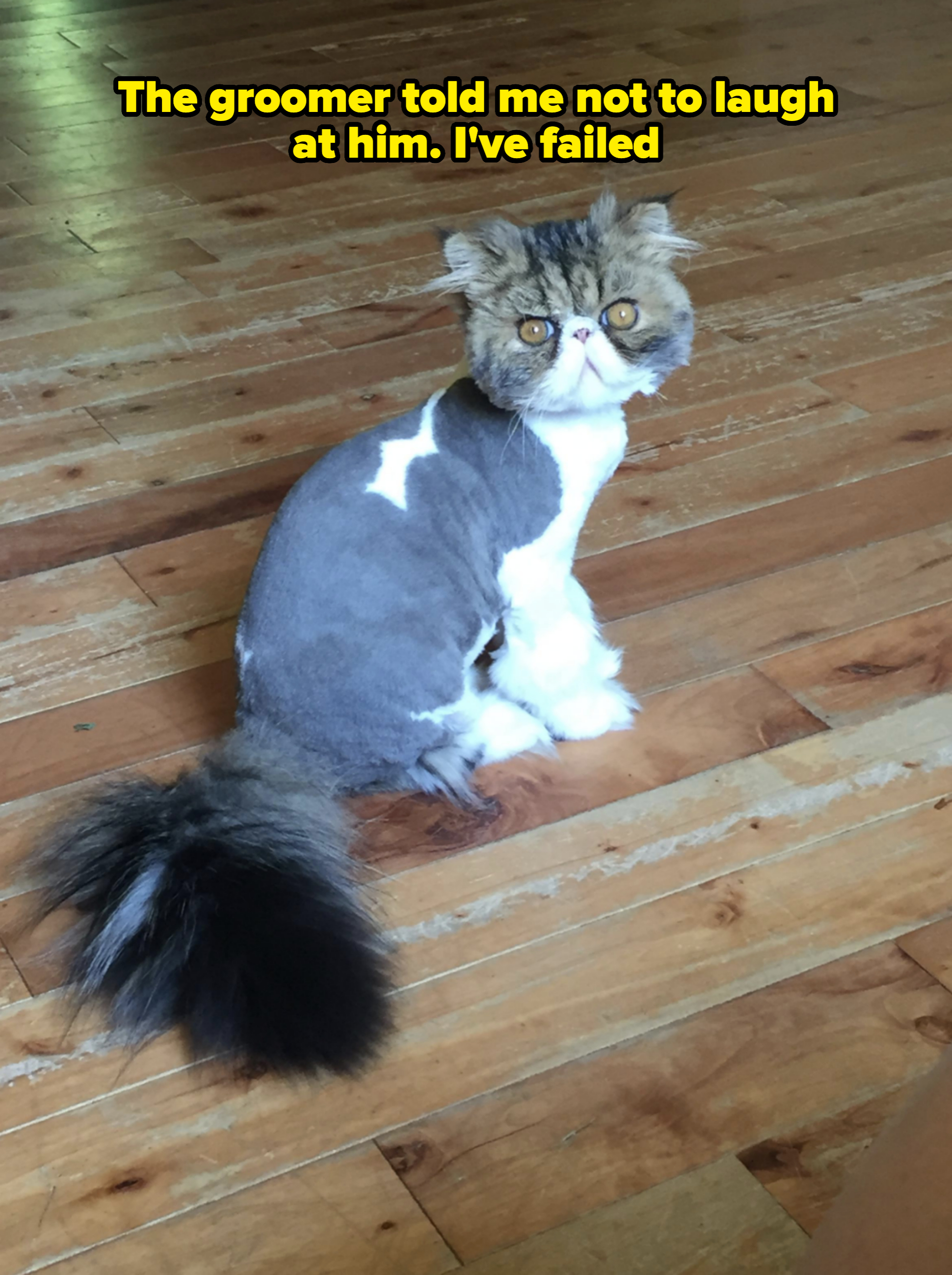 Cat with a unique haircut showing fluffy head, tail, and paws, sitting on a wooden floor