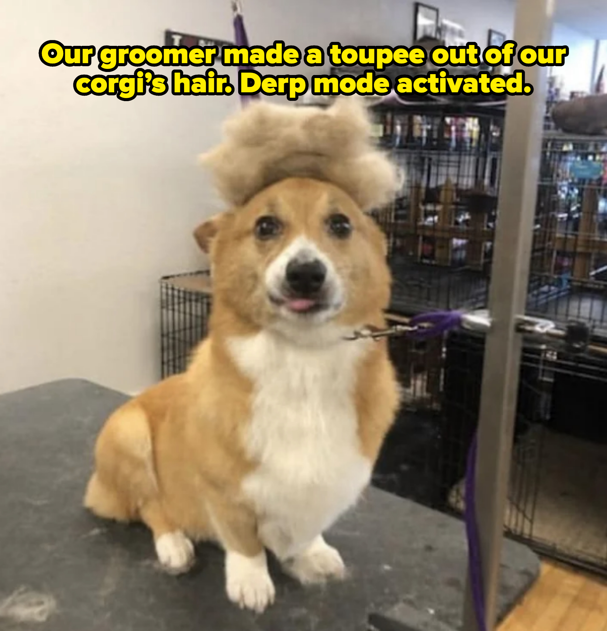 Corgi sitting on a grooming table with a tuft of fur placed on its head, resembling a hat