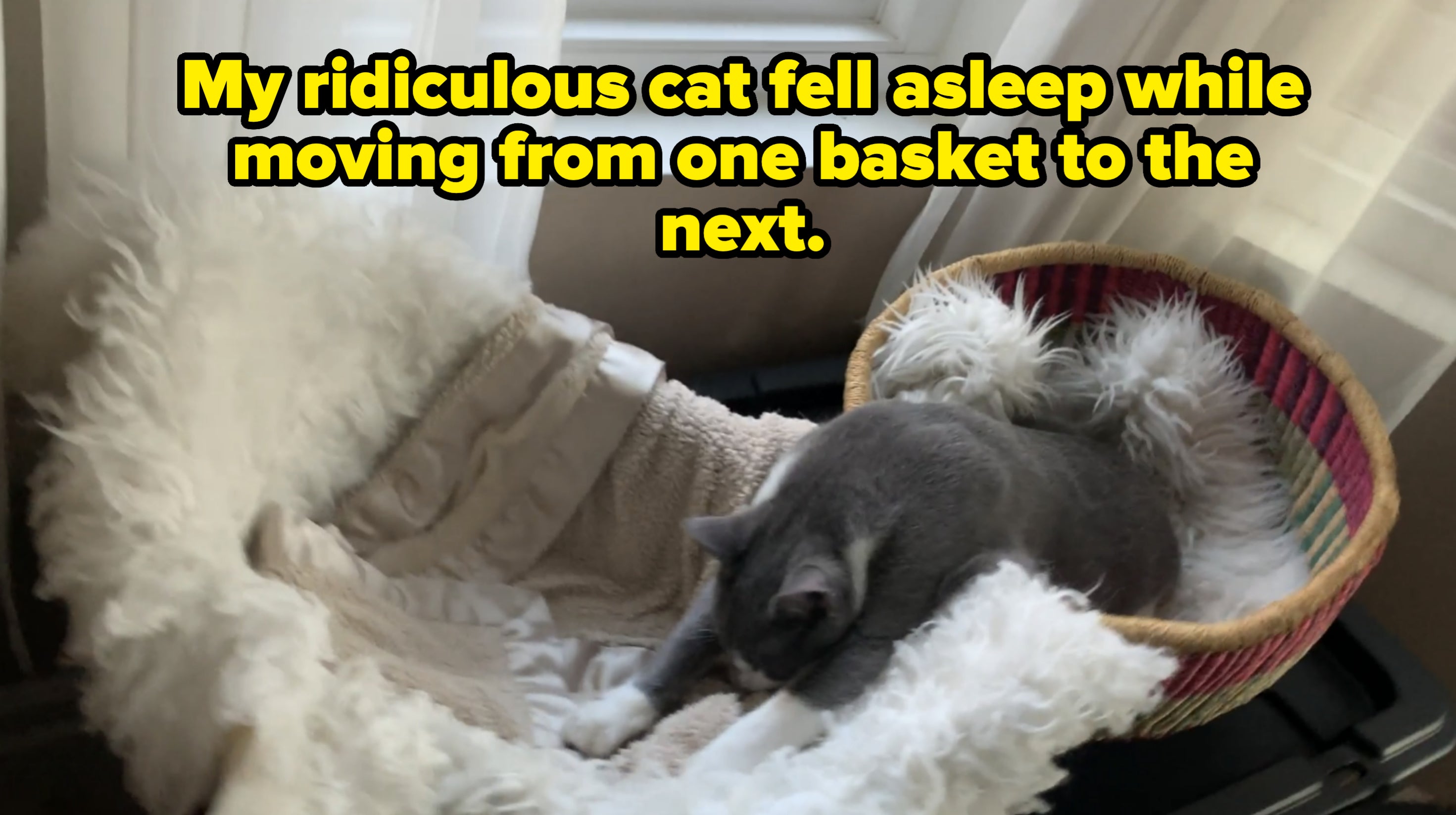 Cat nestled in a cozy, fluffy bed by a window, partially inside a woven basket