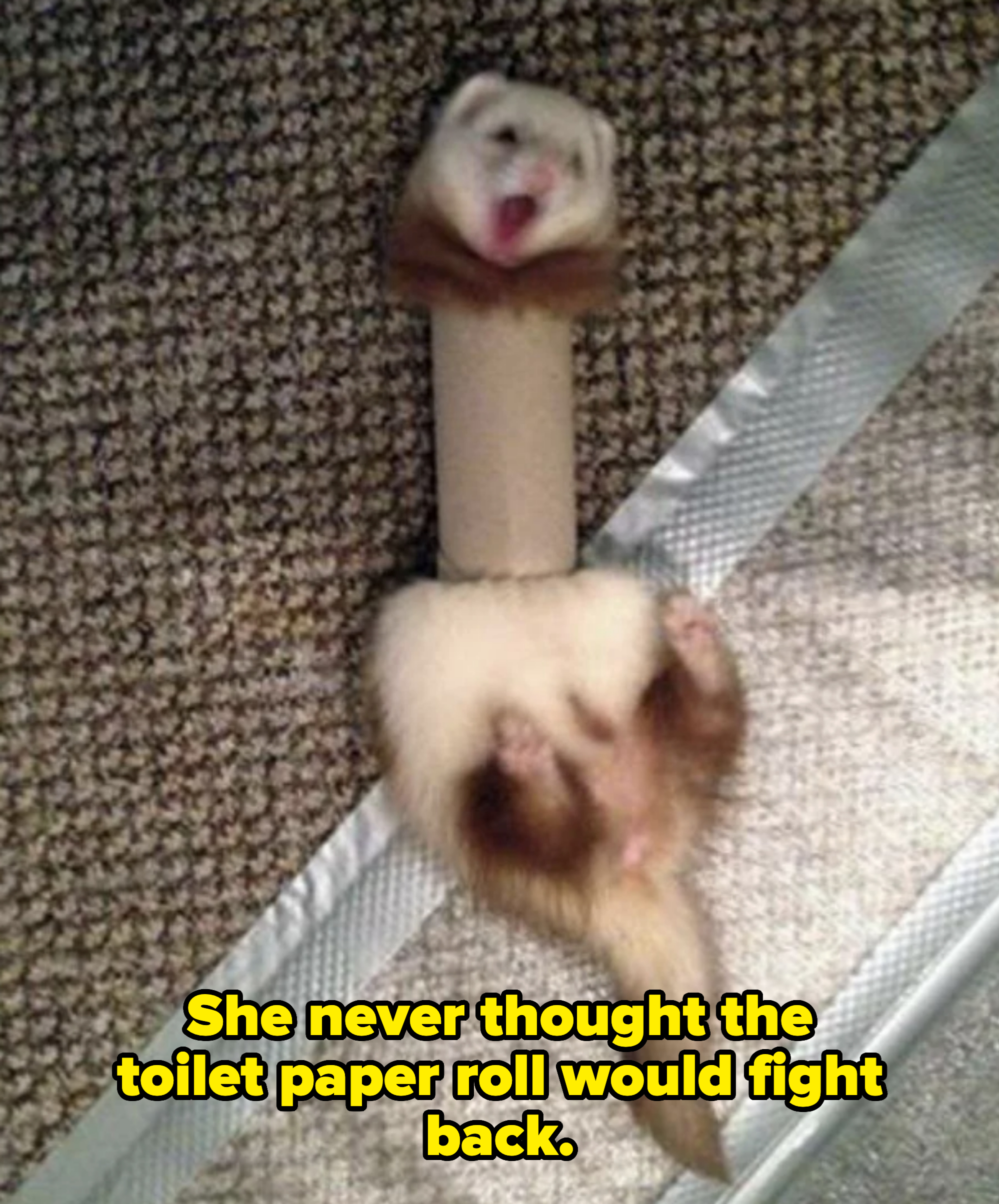 A playful ferret with its body stuck in a cardboard tube lies on a textured carpet, appearing to be stretching or yawning