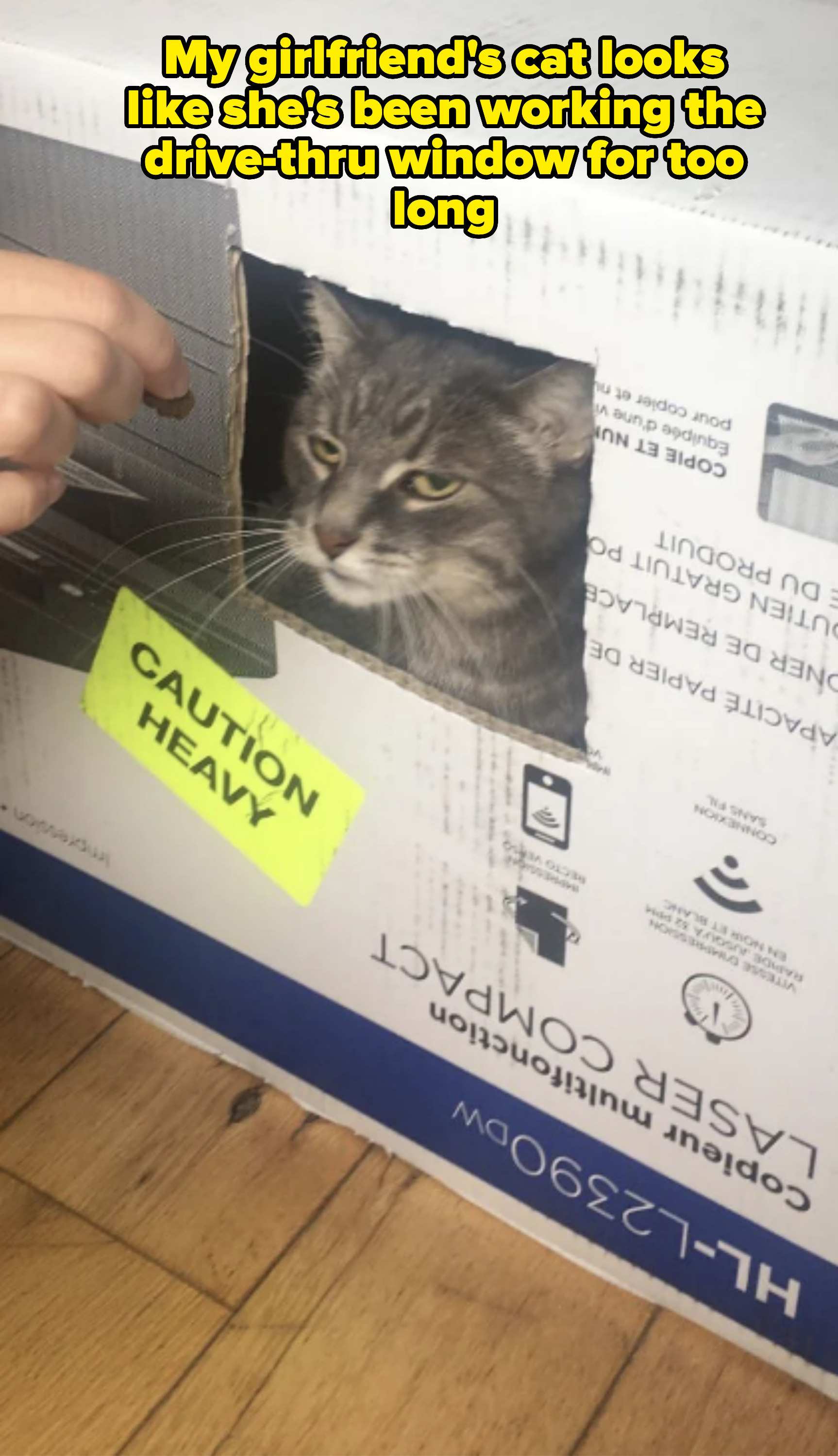 Cat peering through a rectangular cutout in a cardboard box labeled 'Caution: Heavy'. A hand is next to the opening